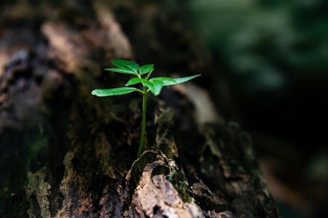 Microcap Opportunities Whitepaper